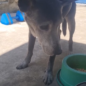 Foto de perfil de Pretinho