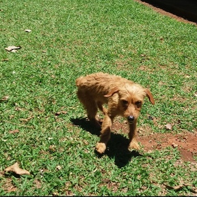 Foto de perfil de Giriza Saudades