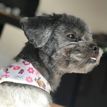 Foto de perfil de Luna Araújo